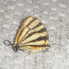 Arawacus separata