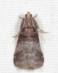 Acrobasis stigmella