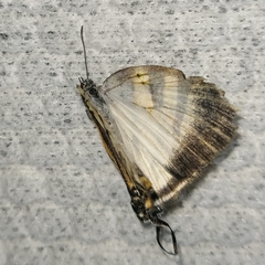 Arawacus separata