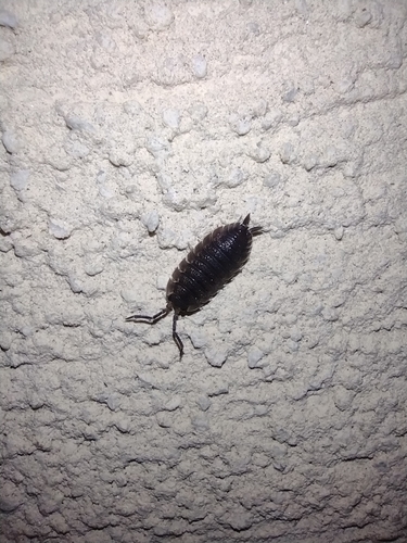 žižiavka obyčajná (Porcellio scaber)