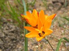 Ixia maculata