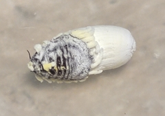 Crypticerya rileyi