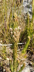 Erica viscaria