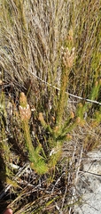 Erica viscaria