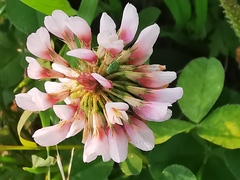 Trifolium repens