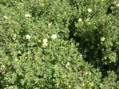 Dasiphora
