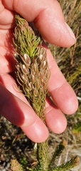 Erica viscaria