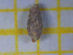 Cerithiopsis minima