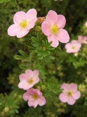 Dasiphora
