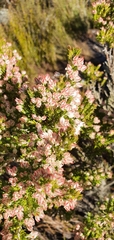 Erica triflora