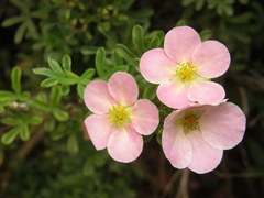 Dasiphora