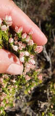 Erica triflora