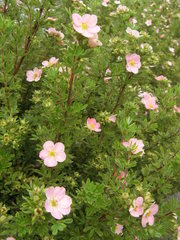 Dasiphora