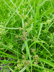 Cyperus fuscus