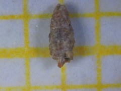 Cerithiopsis minima