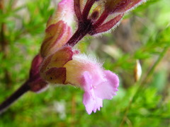 Harveya pauciflora