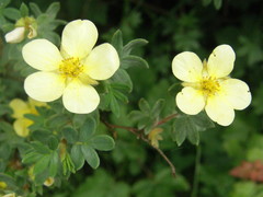 Dasiphora