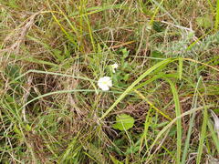 Thunbergia neglecta