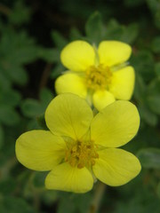 Dasiphora