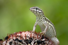 Leiocephalus personatus
