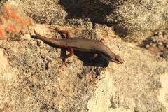 Trachylepis variegata