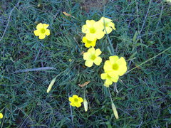 Oxalis flava flava