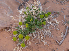 Lomatium latilobum