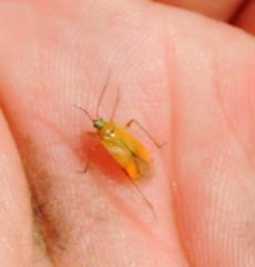 Brachycoleus pilicornis