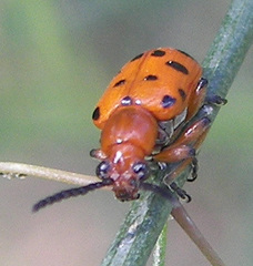 Crioceris duodecimpunctata