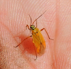 Brachycoleus pilicornis