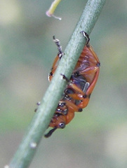 Crioceris duodecimpunctata