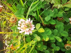 Trifolium repens