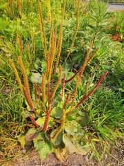 Plantago major