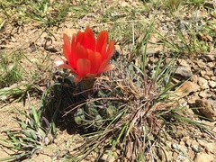 Lobivia cinnabarina