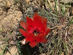 Lobivia cinnabarina