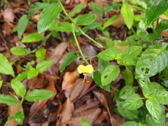 Aneilema aequinoctiale