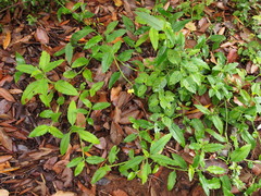 Aneilema aequinoctiale