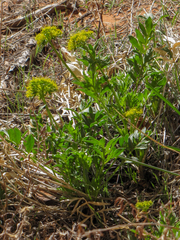 Lomatium latilobum