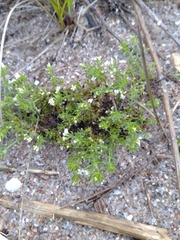 Galium humifusum