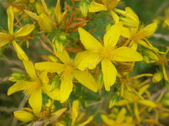 Hypericum