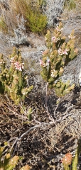 Erica viscaria