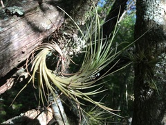 Tillandsia tenuifolia