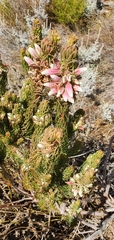 Erica viscaria
