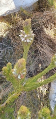 Erica viscaria