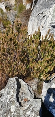 Erica viscaria