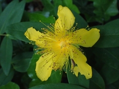 Hypericum