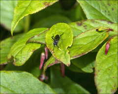 Macrophya trisyllaba
