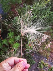 Hordeum jubatum
