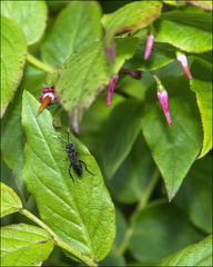 Macrophya trisyllaba
