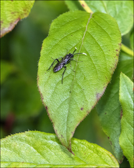 Macrophya trisyllaba